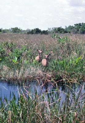 t01s089_Everglages Deer, Miami, FL, Aug 1980.jpg