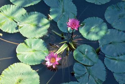 g4/69/503169/3/52353702.t14s021_WaterLilliesatFairchildTropicalGardensMiamiFLJan1985.jpg