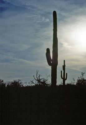 t32s027_Saguaro sw of Phoenix, AZ, Feb 1991.jpg