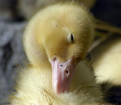 Duckling Grooming Time