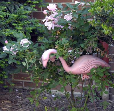Pink Flamingo! (A Touch of Humor in the Neighborhood)