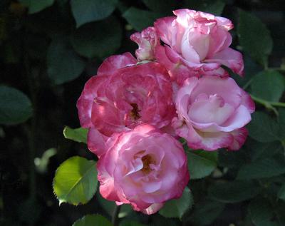 Springtime Flowering Plant