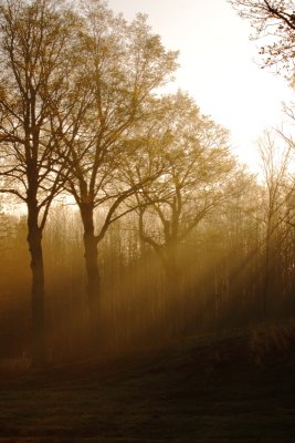 Sunrise Through The Trees