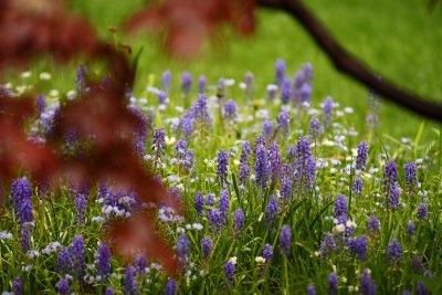 Purple Through the Japanese Maple