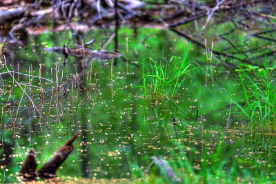 Pool In The Woods