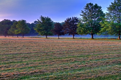 Polo Field Tree Line.