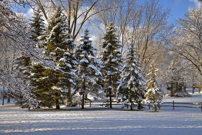 Morning After Night of First Snow