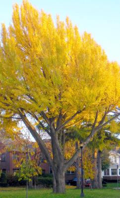 Templeton Park Tree