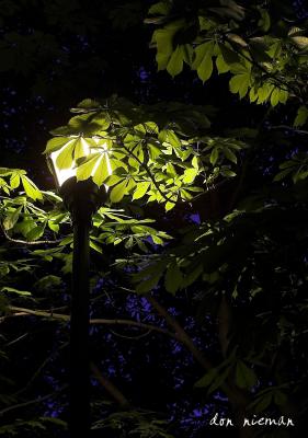 Lamp at Night