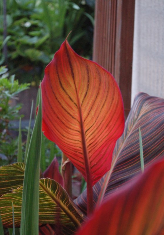 Canna Leaf (not really a flower, but it seems to fit here) DSC_1636.jpg