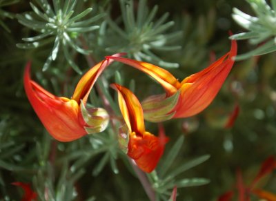 Parrot's Beak (Lotus berthelotii) DSC_1469.JPG
