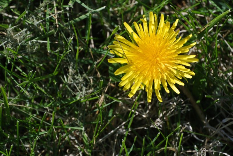  not a spring without dandelion