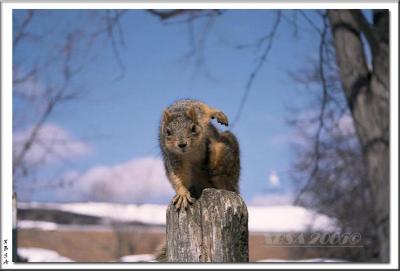 Lincoln Park Squirrel