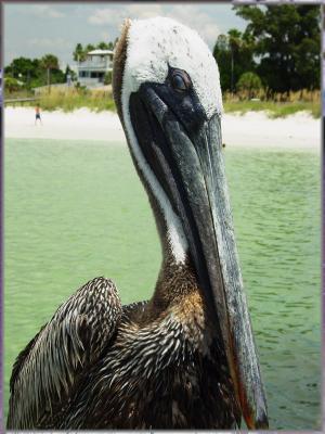 pelican..