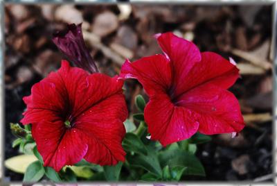 garden beauties