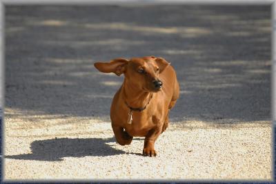 ... walk