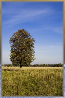 tree