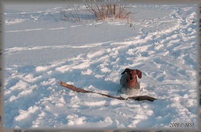 ... hey i found a stick. is that the one you threw?