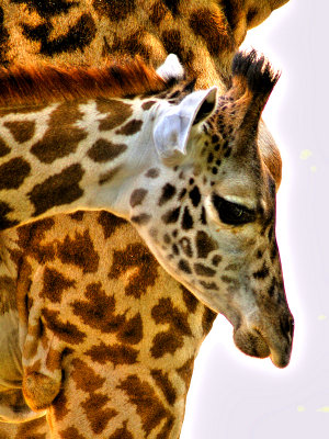 Baby GiraffeFhotoroom.jpg