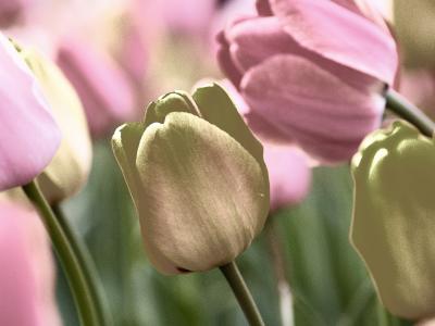 Tulips in pastel