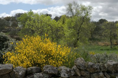 Flores-Arbustros 16