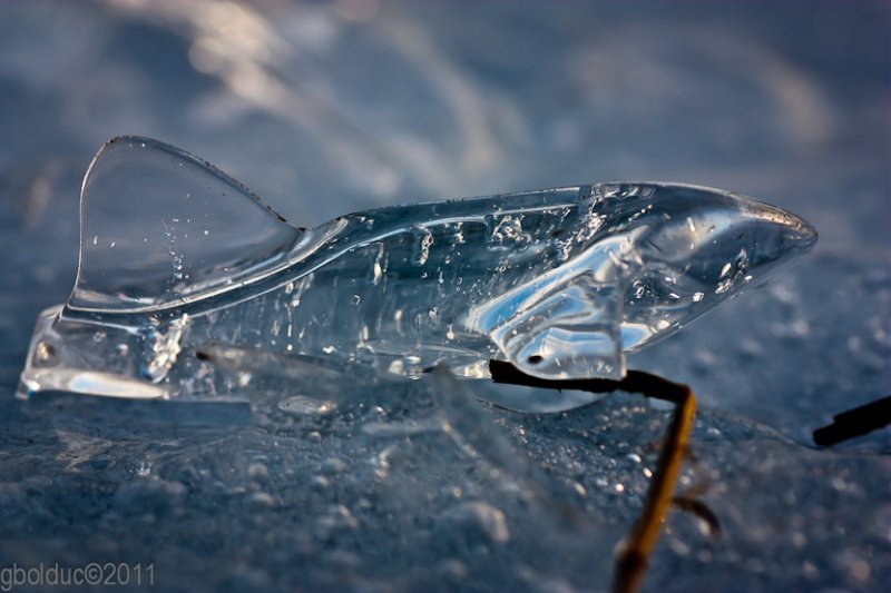 Petit poisson de glace_Little ice fish