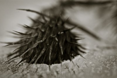Semences en hibernation
