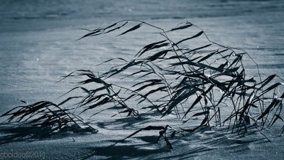 Herbages au vent_Winter weeds in the wind