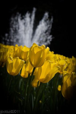 Tulipes devant une fontaine