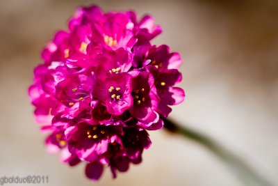 Boule fleurie