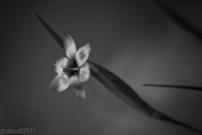 Bermudienne_Blue eyed grass