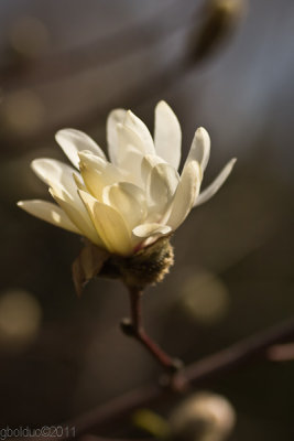 Fleur de magnolia_Magnolia flower