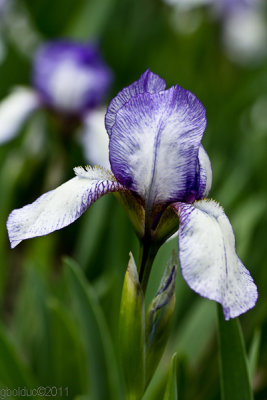 Iris