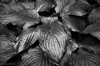 Hostas aprs la pluie_Hostas after rain