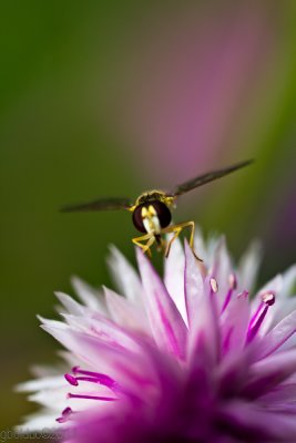 Petite gupe sur fleur rose