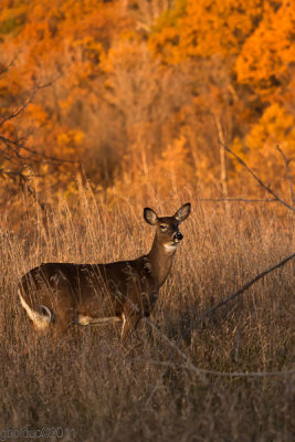 Cerfs de virgine au verger