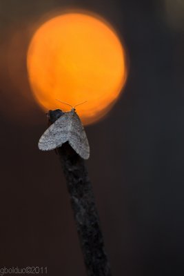 Petit papillon au coucher du soleil