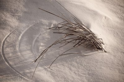 Cercle sur la neige, compas d'herbes