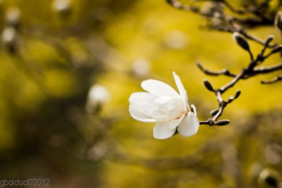 Fleur de magnolia toil