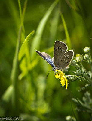 Papillon Azur