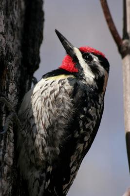 Pic Macul / Yellow-Bellied Sapsucker