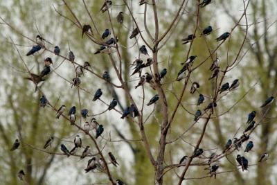Hirondelles Bicolore / Tree Smallows
