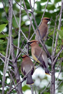 Jaseur d'Amrique_Cedar Waxwing