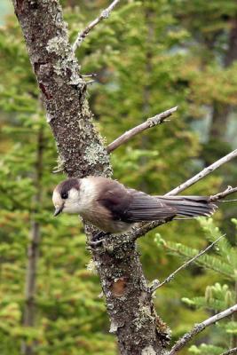 Mesangeai du Canada_Gray Jay