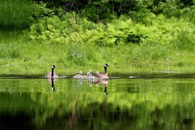 Bernaches du Canada_Canada Goose