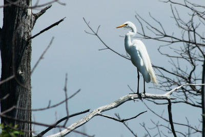 Grande Aigrette