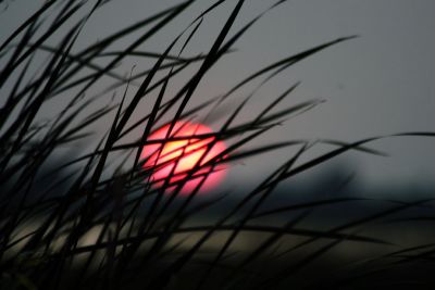 La Saulaie coucher de soleil_2