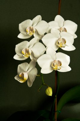 Web_Orchide_IMG_3626_1a.jpg