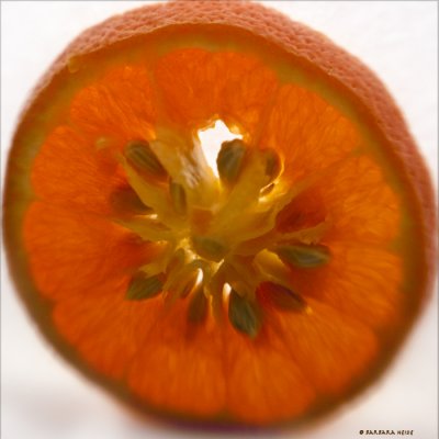 February # 12 : Tangerine Dream (lensbaby)