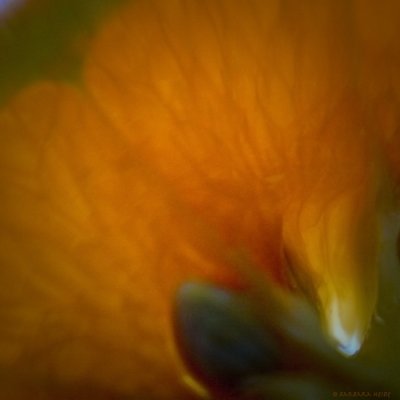 February # 12 : Tangerine Dream (lensbaby)